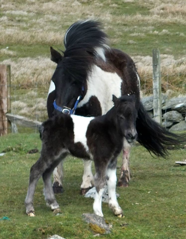 Shetland Pony